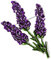 Damen-Brosche Lavendel Lila Emaille Anstecknadel Messing Versilbert 6 x 3,5 cm