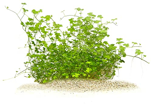 USCAPE Hydrocotyle tripartita 'Mini' - Mini Japan Kleeblatt in vitro XL - 8,5cm Bechergröße - Mittelgrund Wasserpflanzen für Aquarien