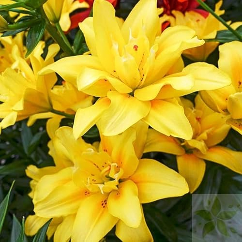 Lilienzwiebeln Asiatische Lilie große Zwiebeln Onion Lilium Knolle Winterhart Frische mehrjährig duftenden Prachtblüten (Fata Morgana)