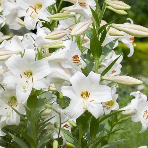 6 Bulbi Di Giglio, Perenne Resistente - Lilium Brownii - Bulbi Di Fiori Di Giglio, Fiori Da Balcone, Piante, Bulbi Di Gigli Da Coltivare, Gigli Giganti, Gigli Degli Alberi, Regali Sostenibil