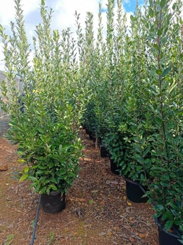 XXXL Echter Gewürzlorbeer (Laurus nobilis) – ca. 250 cm | Immergrüner Riesen-Lorbeerbaum für Garten & Kübel | Aromatisch, Winterhart & Pflegeleicht