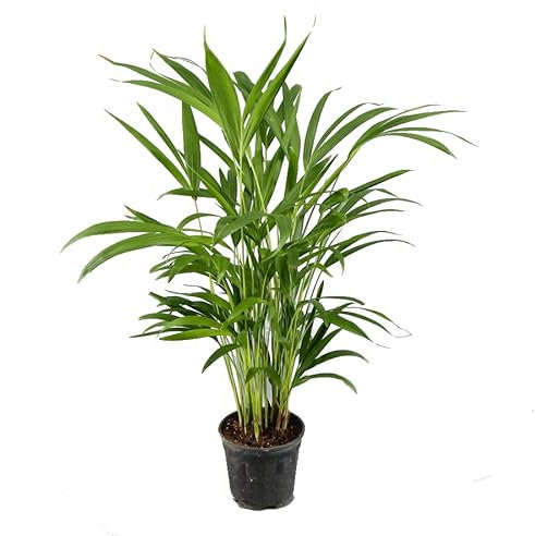 Palmera Areca Mediana | Altura ± 50cm | Maceta 14cm de Diámetro | Dypsis Lutescens | Planta Interior Natural