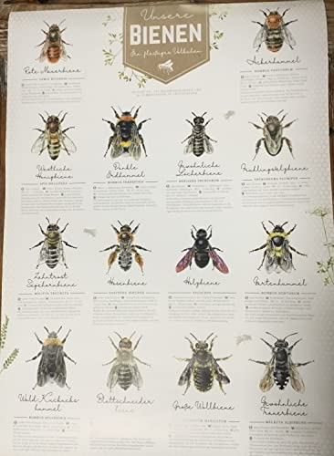 Generisch Papierplakat/Lehrtafel -Unsere Bienen- DIN A2, 42 x 59,4 cm Daniela Rescher naturgetreu illustriert Poster Imker Imkerei,Bienen
