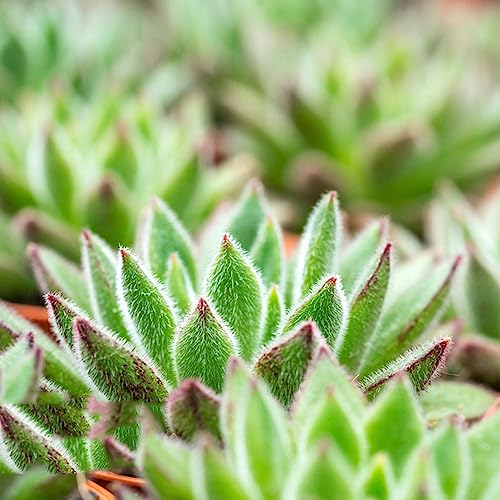 10 pcs Hauswurz samen winterhart - winterharte kübelpflanzen fleischfressende pflanzen,Sukkulenten sukkulente,succulent plants topfpflanzen draußen winterhart zimmerpflanzen wenig