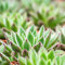 10 pcs Hauswurz samen winterhart - winterharte kübelpflanzen fleischfressende pflanzen,Sukkulenten sukkulente,succulent plants topfpflanzen draußen winterhart zimmerpflanzen wenig