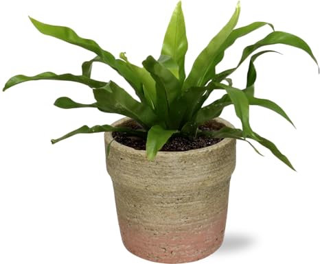 Asplenium Antiquum - Nid de fougère - Plante d'intérieur - Diamètre : 12 cm - ↑25 cm + pot Invorno