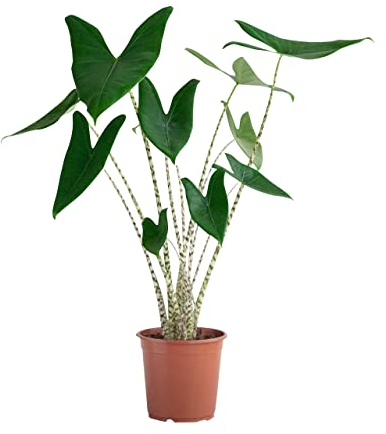 PLNTS - Baby Alocasia Zebrina (Pfeilblätter) - Zimmerpflanzen, Pflanzen Echt, Nachhaltige Verpackung - 4cm Stecklinge - Höhe 20cm - Direkt von der Gärtnerei
