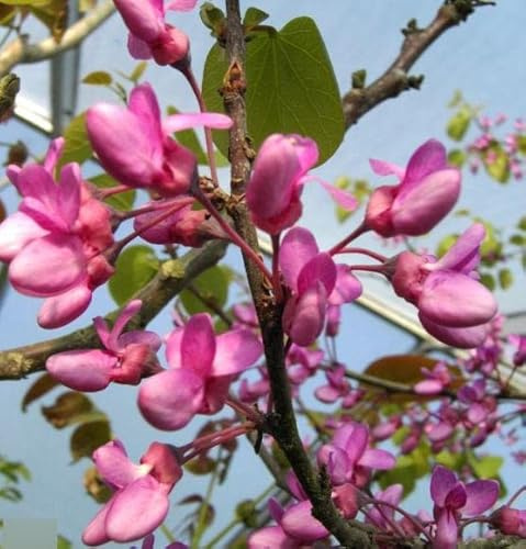 Cercis siliquastrum - Judasbaum - Herzbaum - Liebesbaum - 40-60cm