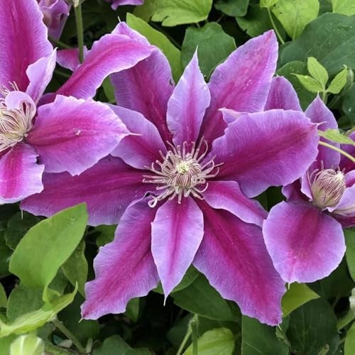 Kletternde Clematis | Winterhart & Pflegeleicht | Ideal zur Dekoration von Gartenzaun, Beeten und Garten-10zwiebeln-i