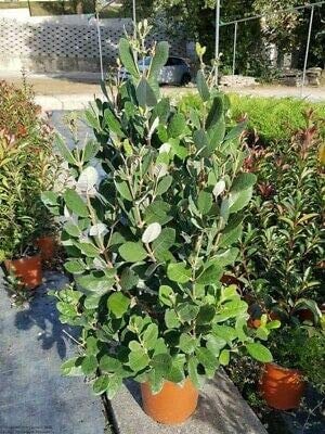 Feijoa sellowiana (Acca sellowiana – Guayabo del Brasile) [Vaso Ø18cm]