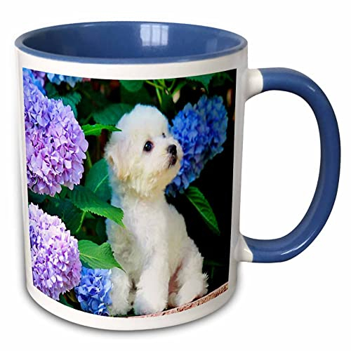 3dRose Mug Bezaubernder Bichon Frisé Puppy Among Hortensien – zweifarbige blaue Tasse, 325 ml (Bech_80886_6), Keramik, Mehrfarbig