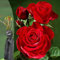 1 Fragrant Rosa Hybrid Tea Rose Deep Secret Rich Dark Red Blooms Bare Rooted Bush Plant - Brighten Garden Outdoor Landscape Shrub Border Walkway Hedge