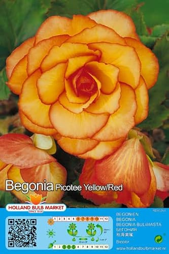 Ausverkauf Begonienzwiebeln : Begonia - Begonie  Bicolor Yellow/Red  1 Blumenzwiebel/Knolle