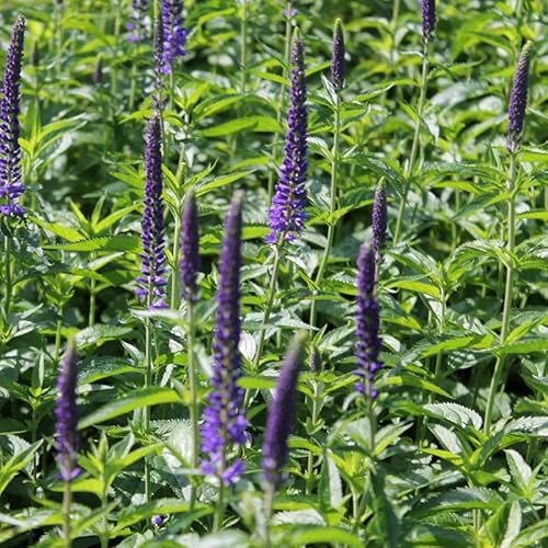 6x Blauer Ehrenpreis 'Incana' - Veronica spicata 'Incana' - Topf 9x9cm