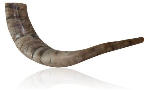 Poliert RAM Horn Schofar mit breit Biegen und natürlichen Farben 10 - 12 Standard