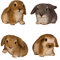 4 er Set Hasen Figuren für Haus und Garten Kleintiere Häschen Hase Schlappohr