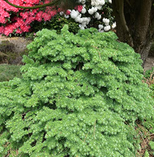 Japanische Lärche Little Boogle 30-40cm - Larix kaempferi