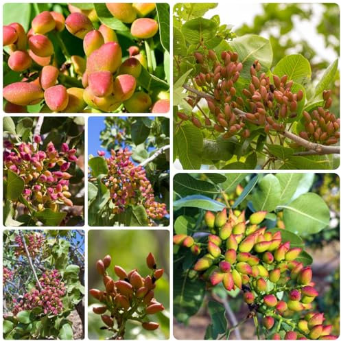 albero di pistacchio comprare semi, bonsai, piante in vaso semi di pistacchio vecchie varietà, piante resistenti per balconi semi bonsai, piante per giardino giardino fiorito, piante 10pcs