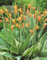 Echte Canna Stuttgart Blumenrohr (1 Rhizom) Blumenzwiebeln (1 Canna (Rhizom))