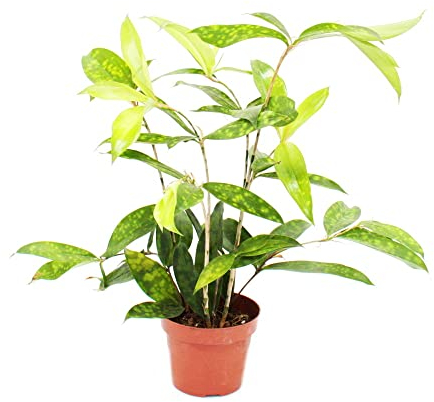 Exotenherz - Drachenbaum - Dracaena surculosa - 12cm - grün mit hellgrünen Tupfen