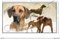 Pets-easy Rechteckige Aufkleber Hund 36cm Rhodesian Ridgeback