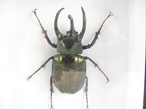 asiahouse24 XXL - Three-Horned Rhinoceros Beetle (Cholcosoma Caucasus) - echtes riesiges und exotisches Insekt im 3D Schaukasten, Bilderrahmen aus Holz - gerahmt - Taxidermy