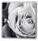 the grafix studio Roses Flowers Light Switch & Double Sticker Vinyl/Skin cover sw109
