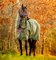 Horseware® Amigo® Hero Ripstop Plus Turnout (0 g leicht)