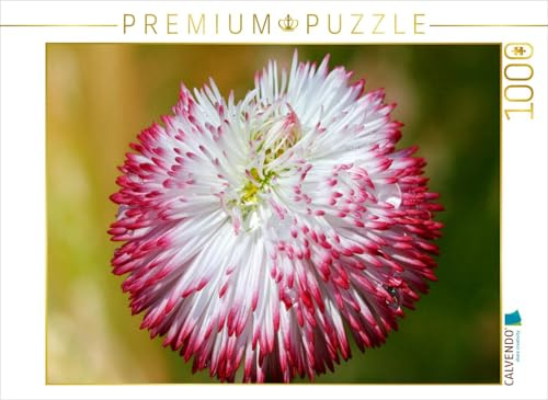 CALVENDO Puzzle Bellis mit Wassertropfen | 1000 Teile Lege-Größe 64 x 48 cm Foto-Puzzle für glückliche Stunden