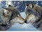 MXJSUA 5D Diamant Malerei Set,Diamant Painting Bilder Voll Set Zwei Wölfen DIY Diamond Painting Kinder,Diamond Painting Wolf,Strass Stickerei Kreuzstich Kunst Handwerk für Zuhause Wand dekor 40x30cm