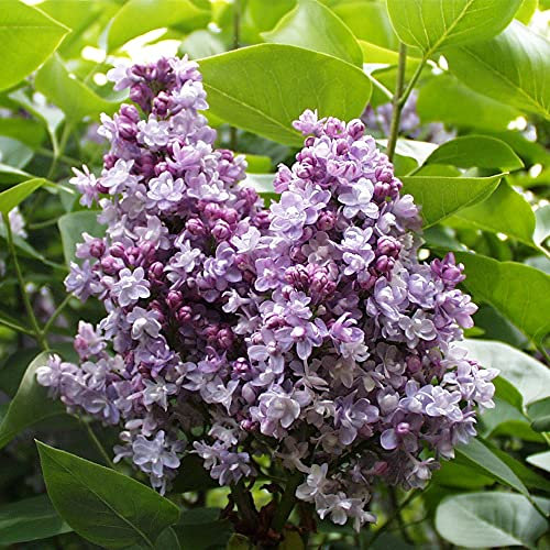 Lilac, Syringa vulgaris 'Katherine Havemeyer', Blue Flowers, Hardy Shrub, Scented, Fast Growing, Ideal for Cottage Garden, Wildlife Gardens, Specimen Plant, 1 x 5-Litre Potted Plant by Suttons