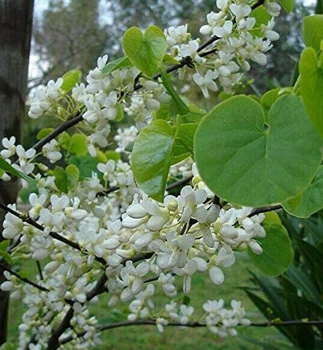 Chinesischer Judasbaum Cercis chinensis 'Shirobana' Pflanze 15-20cm Rarität