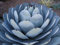 Heirloom Agave parryi Truncata Rare Succulent Artichaut Jardin des plantes exotiques graines 50 graines: Only seeds