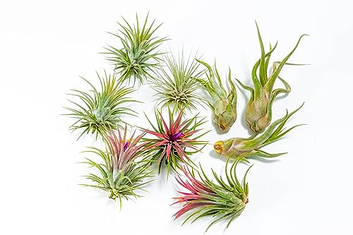 PLANDAIRE - PACK Piante d'aria - Tillandsia Ionantha Rosada, Tillandsia Ionantha Verde, T. Caput-medusae - Piante da fiore naturali - Esterni ed interni (3 pezzi) (9)