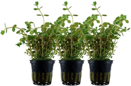 AquaOne Aquarium Pflanze 3 Stück Rotala rotundifolia I Mittelgrund Wasserpflanze Aquariumpflanze Stängelpflanze voll durchwurzelt Aquascaping Dekoration