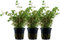 AquaOne Aquarium Pflanze 3 Stück Rotala rotundifolia I Mittelgrund Wasserpflanze Aquariumpflanze Stängelpflanze voll durchwurzelt Aquascaping Dekoration