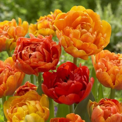 5 x Tulip Sunlover – Stunning Colour-Changing Double Tulip – Spring Flowering Bulbs – Blooms Add Cheer to Spring Landscape – Perennials – for Your Beautiful Garden