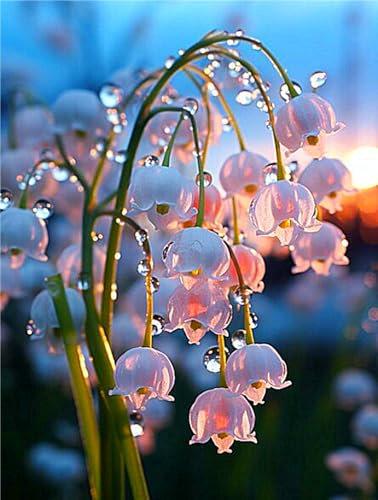 Lily of The Valley Bulbs UK,Lily of The Valley Plants for Garden,Excellent Display,Potted-Plants-Rhizome-3bulbs-m