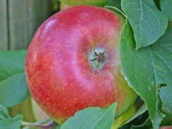 Apfel Prinz Albrecht von Preußen Busch im 7,5 l Topf, 60 cm Stammhöhe