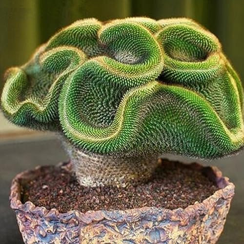 PERZOE 30/60 Piezas de Semillas de Cactus Raras, decoración de bonsái de Adorno de Oficina en casa de Plantas suculentas Semillas de Cactus 30 Piezas