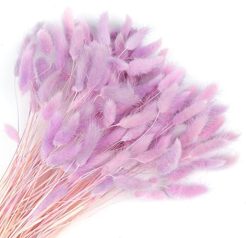 Songjum 120 Stück Getrocknete Blumen Hasenschwänze Pampasgras Natürlicher Kaninchenschwanz Getrockneter Blumenstrauß Pampasgras Dekor für Wohnkultur Boho Zuhause Dekoration Blumenarrangements（Lila）