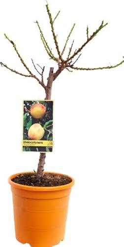 Árbol Frutal - Melocotonero Natural y Fácil de Mantener