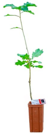 Knollige Eiche, 2 Jahre, Trüffelpflanze der Baumschule von Puymège