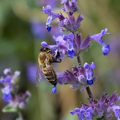 Nepeta Catnip Seeds Vigorous Perennial Herb That Cats Love Leaves Can Be Dried for Cat Toys (5g Packet)