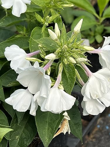 Phlox paniculata Famous 'White' 1 x 1 Litre Pot