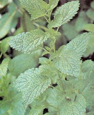 40-50 Semi di Melissa HR105 (Melissa officinalis)