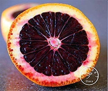 10 Parti/Sacchetto Fresh Rare Moro Blood Orange Arancia sanguigna Red Semi di Frutta:Seeds