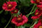 Kokardenblume BurgundGaillardia Aristata 50 Samen