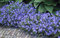 10 x Geranium pratense 'Johnson's Blue' (Winterhart/Stauden/Staude/Mehrjährig/Bodendecker) Storchenschnabel/Storchschnabel - Sehr Bienenfreundlich - intensiv leuchtendes Blau - von Stauden Gänge