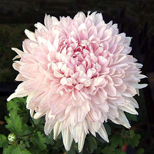 100 Pcs/Sac Belle Lumière Rose Clair Chrysanthème Graines Chrysanthème Morifolium Graines Diy Jardinage Fleur Plante En Pot